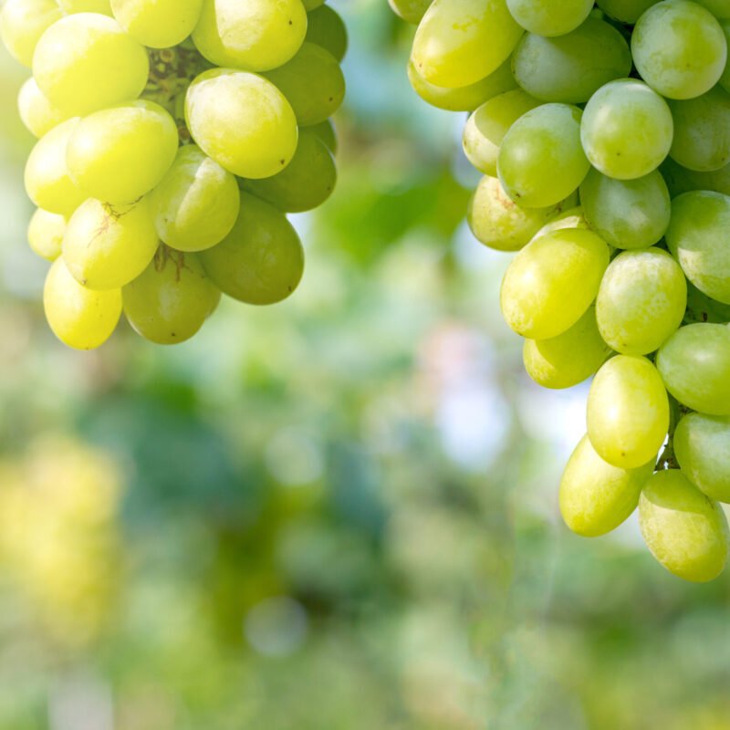 Agro%20Routes%20Exporters