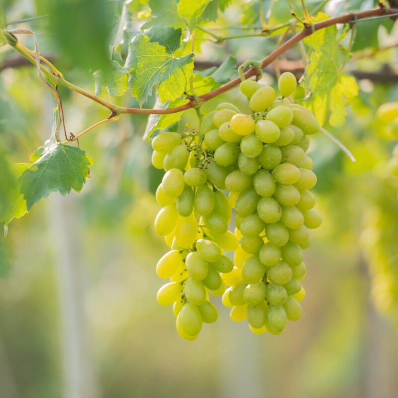 Agro%20Routes%20Exporters